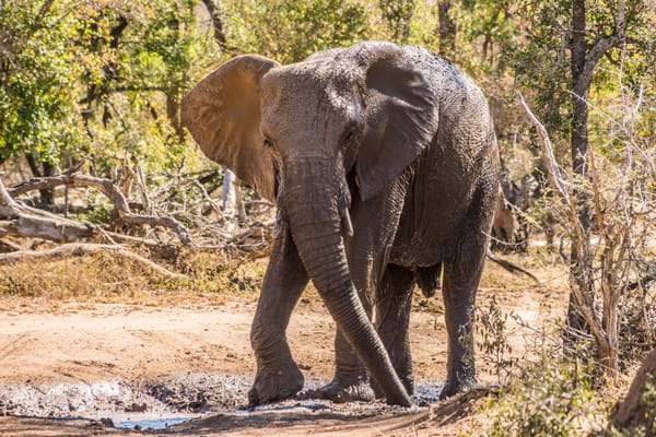 Safari Basics: What to Know Before Your First Trip